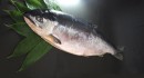 沖獲り極上 天然汐べに鮭／北見 志ま屋