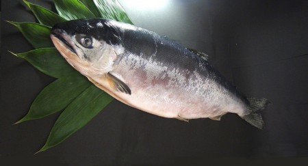 沖獲り極上 天然汐べに鮭／北見 志ま屋