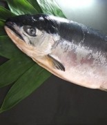 沖獲り極上 天然汐べに鮭／北見 志ま屋